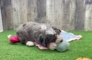 Small Mini Bernedoodle Baby