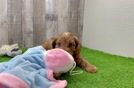 Cavapoo Puppy for Adoption