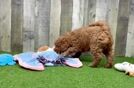 Popular Mini Goldendoodle Poodle Mix Pup