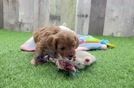 Cavapoo Puppy for Adoption