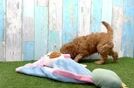 Cavapoo Pup Being Cute