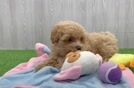 Little Maltidoodle Poodle Mix Puppy