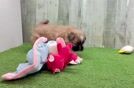Shih Pom Puppy for Adoption