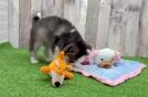 Best Pomsky Baby