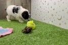Smart Caniche Purebred Puppy