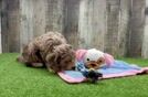 Meet Kermit - our Cavapoo Puppy Video