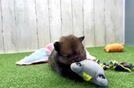 Pomeranian Pup Being Cute