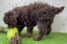 Poodle Puppy for Adoption