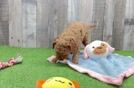 Popular Cavapoo Poodle Mix Pup