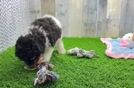 Funny Poodle Purebred Pup