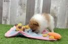 Pomeranian Puppy for Adoption