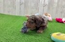 Cute Mini Doxiedoodle Poodle Mix Pup
