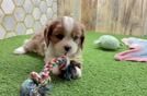 Popular Cavalier King Charles Spaniel Purebred Pup