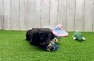Cute Cavapoo Baby
