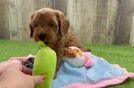 Friendly Mini Goldendoodle Baby