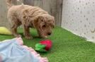 Adorable Golden Retriever Poodle Mix Poodle Mix Puppy