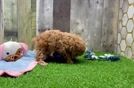 Meet Lawson - our Maltipoo Puppy Video
