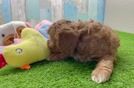 Popular Cavapoo Poodle Mix Pup