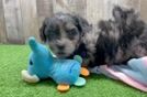 Shih Poo Pup Being Cute