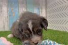 Mini Bernedoodle Puppy for Adoption