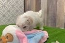 Maltipoo Puppy for Adoption