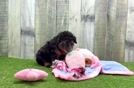 Meet Naveen - our Poodle Puppy Video