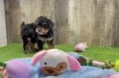 Poodle Puppy for Adoption