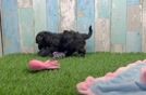 Hypoallergenic Yorkie Doodle Poodle Mix Puppy