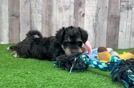 Mini Schnoodle Pup Being Cute