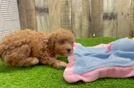 Playful Poodle Baby