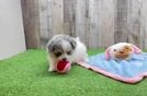 Playful Pom Frise Designer Puppy