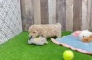 Maltipoo Puppy for Adoption