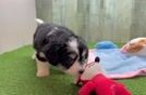 Meet Jodi - our Aussiechon Puppy Video