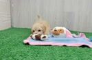 Little Maltidoodle Poodle Mix Puppy