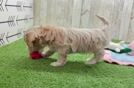 Energetic Multipoo Poodle Mix Puppy