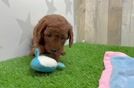 Meet Maserati - our Mini Goldendoodle Puppy Video
