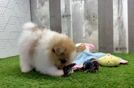 Cute Pomeranian Baby