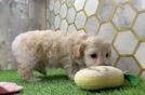 Maltipoo Puppy for Adoption