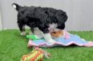 Friendly Mini Bernedoodle Baby