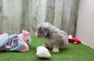 Little Aussie Bichon Designer Puppy
