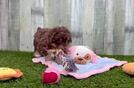 Mini Aussiedoodle Puppy for Adoption