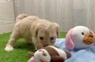 Popular Shih Poo Poodle Mix Pup