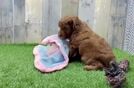 Meet Yeezy - our Cavapoo Puppy Video