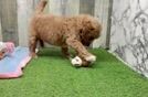 Mini Goldendoodle Puppy for Adoption