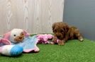 Meet Tara - our Mini Goldendoodle Puppy Video