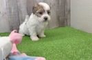 Playful Shit Designer Puppy