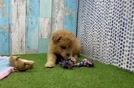 Meet Julie - our Mini Pomskydoodle Puppy Video