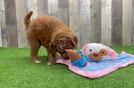 Meet Beethoven - our Mini Goldendoodle Puppy Video
