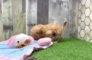 Meet Sherlock - our Cavachon Puppy Video