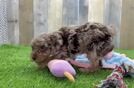 Cockapoo Pup Being Cute